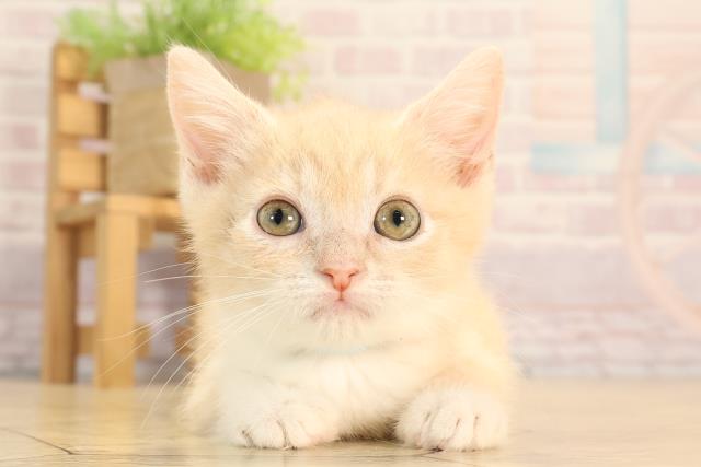 三重県のマンチカン (Coo&RIKU四日市店/2025年4月13日生まれ/男の子/クリームタビーホワイト)の子猫の1枚目の画像