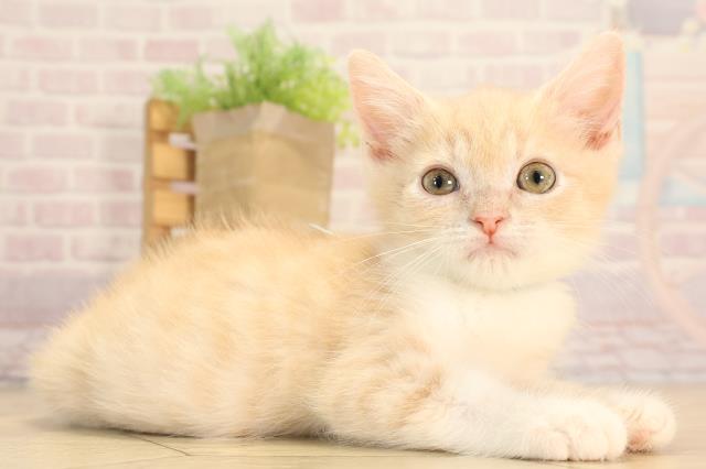 三重県のマンチカン (Coo&RIKU四日市店/2025年4月13日生まれ/男の子/クリームタビーホワイト)の子猫の2枚目の画像