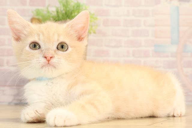 三重県のマンチカン (Coo&RIKU四日市店/2025年4月13日生まれ/男の子/クリームタビーホワイト)の子猫の3枚目の画像