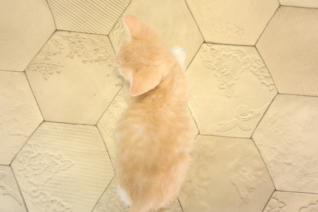 三重県のマンチカン (Coo&RIKU四日市店/2025年4月13日生まれ/男の子/クリームタビーホワイト)の子猫の4枚目の画像