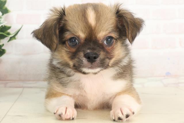 福岡県のチワワ(ロング) (Coo&RIKU黒崎店/2025年4月30日生まれ/男の子/フォーンホワイト)の子犬の1枚目の画像