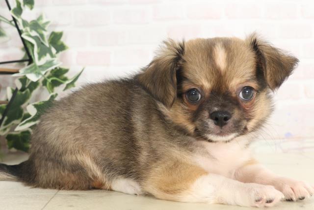 福岡県のチワワ(ロング) (Coo&RIKU黒崎店/2025年4月30日生まれ/男の子/フォーンホワイト)の子犬の2枚目の画像