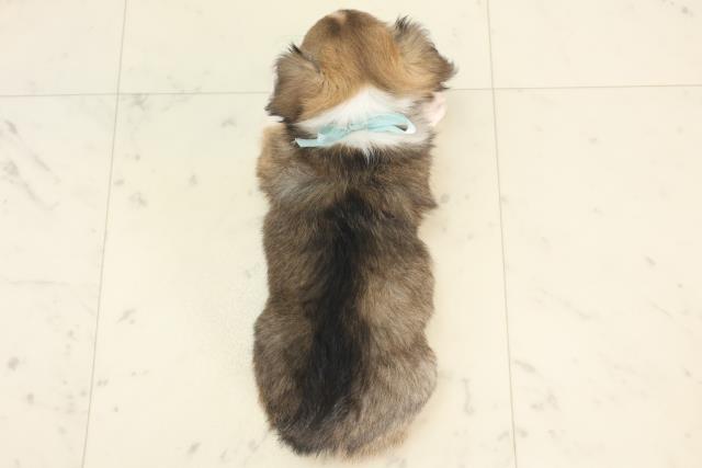 福岡県のチワワ(ロング) (Coo&RIKU黒崎店/2025年4月30日生まれ/男の子/フォーンホワイト)の子犬の4枚目の画像