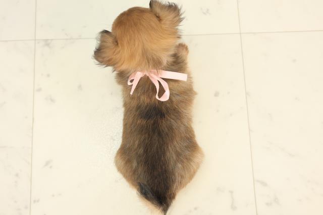 福岡県のチワワ(ロング) (Coo&RIKU大牟田店/2025年4月30日生まれ/女の子/フォーンホワイト)の子犬の4枚目の画像