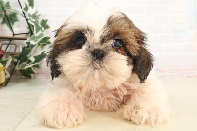 鹿児島県のシーズー (Coo&RIKU鹿屋店/2025年4月8日生まれ/男の子/ホワイトゴールド)の子犬の1枚目の画像