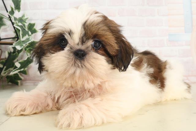 鹿児島県のシーズー (Coo&RIKU鹿屋店/2025年4月8日生まれ/男の子/ホワイトゴールド)の子犬の3枚目の画像