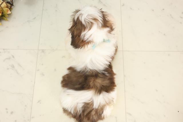 鹿児島県のシーズー (Coo&RIKU鹿屋店/2025年4月8日生まれ/男の子/ホワイトゴールド)の子犬の4枚目の画像