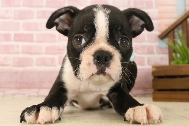 福岡県のボストンテリア (Coo&RIKU福岡西店/2025年4月29日生まれ/男の子/ボストンカラー)の子犬の1枚目の画像