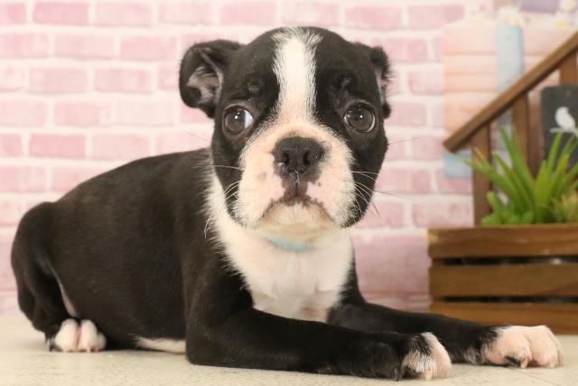 福岡県のボストンテリア (Coo&RIKU福岡西店/2025年4月29日生まれ/男の子/ボストンカラー)の子犬の2枚目の画像