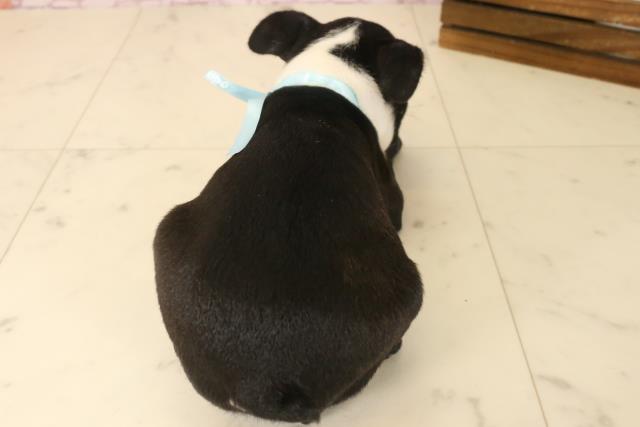 福岡県のボストンテリア (Coo&RIKU福岡西店/2025年4月29日生まれ/男の子/ボストンカラー)の子犬の4枚目の画像
