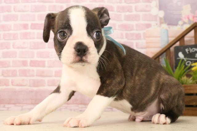 大分県のボストンテリア (Coo&RIKU大分店/2025年4月29日生まれ/男の子/ボストンカラー)の子犬の3枚目の画像