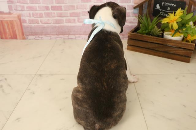 大分県のボストンテリア (Coo&RIKU大分店/2025年4月29日生まれ/男の子/ボストンカラー)の子犬の4枚目の画像