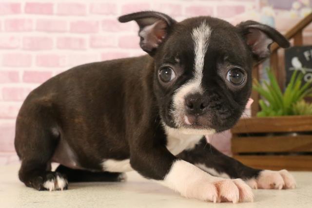宮崎県のボストンテリア (Coo&RIKU宮崎店/2025年4月29日生まれ/女の子/ボストンカラー)の子犬の2枚目の画像