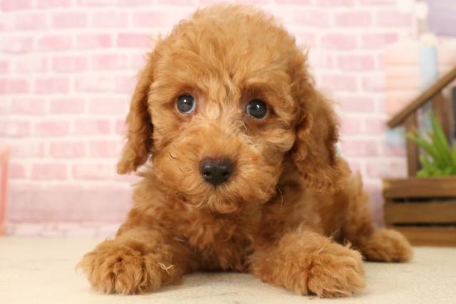 福岡県のトイプードル(トイ) (Coo&RIKU小倉店/2025年4月29日生まれ/男の子/アプリコット)の子犬の1枚目の画像