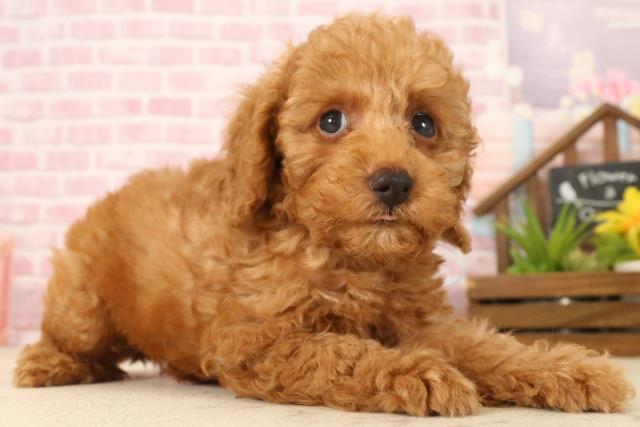 福岡県のトイプードル(トイ) (Coo&RIKU小倉店/2025年4月29日生まれ/男の子/アプリコット)の子犬の2枚目の画像