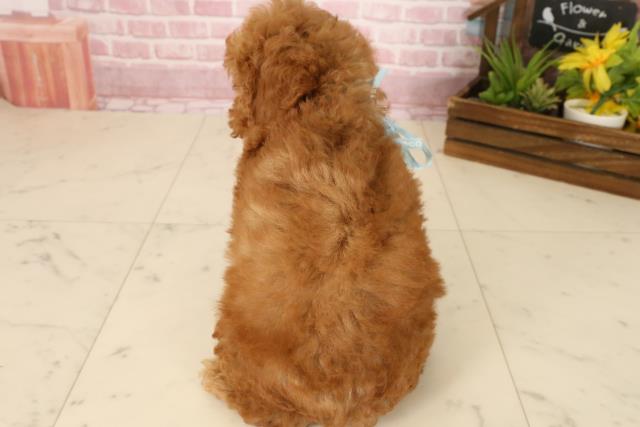 福岡県のトイプードル(トイ) (Coo&RIKU小倉店/2025年4月29日生まれ/男の子/アプリコット)の子犬の4枚目の画像