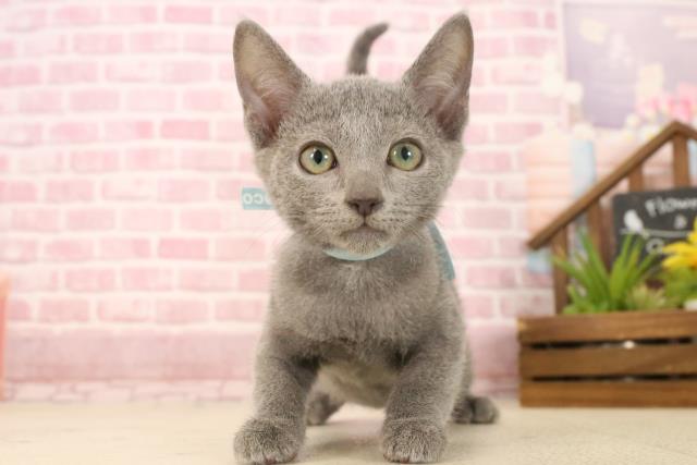 沖縄県のロシアンブルー (Coo&RIKUイオン北谷店/2025年3月23日生まれ/男の子/ブルー)の子猫の1枚目の画像