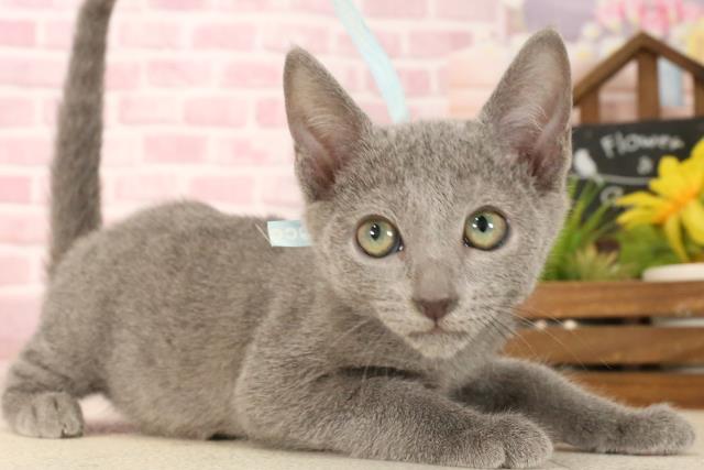 沖縄県のロシアンブルー (Coo&RIKUイオン北谷店/2025年3月23日生まれ/男の子/ブルー)の子猫の2枚目の画像