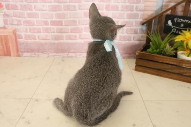 沖縄県のロシアンブルー (Coo&RIKUイオン北谷店/2025年3月23日生まれ/男の子/ブルー)の子猫の4枚目の画像