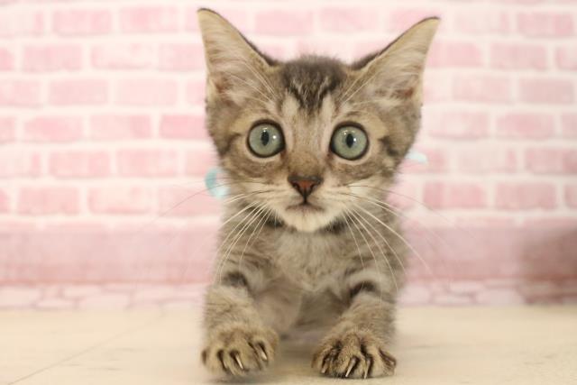 熊本県のマンチカン (Coo&RIKUカリーノ玉名店/2025年3月27日生まれ/男の子/ブラウンタビー)の子猫の1枚目の画像