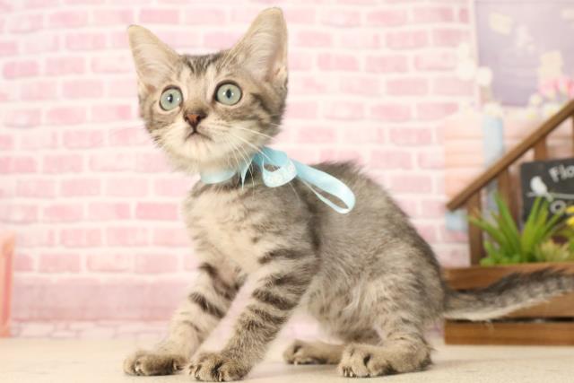 熊本県のマンチカン (Coo&RIKUカリーノ玉名店/2025年3月27日生まれ/男の子/ブラウンタビー)の子猫の3枚目の画像