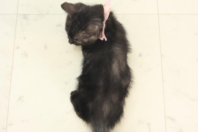 大分県のアメリカンショートヘアー (Coo&RIKU大分店/2025年4月28日生まれ/女の子/ブラックスモーク)の子猫の4枚目の画像