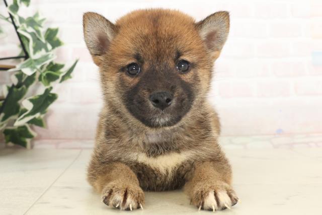 柴犬