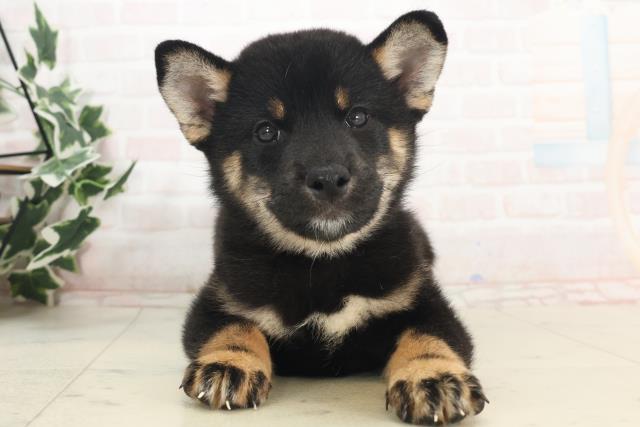 柴犬