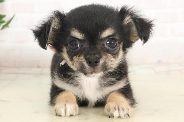 大分県のチワワ(ロング) (Coo&RIKU大分店/2025年4月26日生まれ/女の子/ブラックタンホワイト)の子犬の1枚目の画像