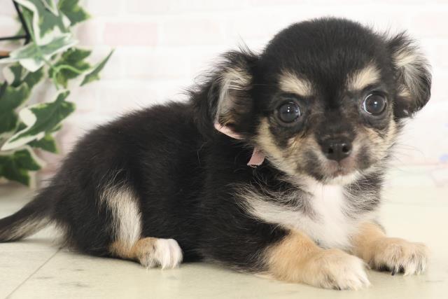 大分県のチワワ(ロング) (Coo&RIKU大分店/2025年4月26日生まれ/女の子/ブラックタンホワイト)の子犬の2枚目の画像