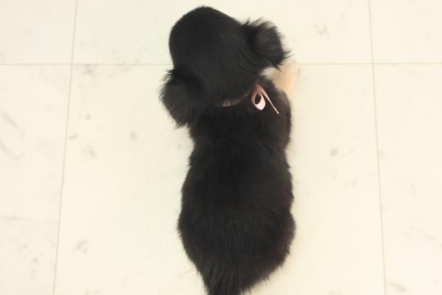 大分県のチワワ(ロング) (Coo&RIKU大分店/2025年4月26日生まれ/女の子/ブラックタンホワイト)の子犬の4枚目の画像