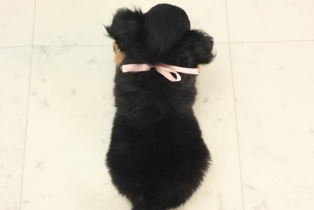 福岡県のチワワ(ロング) (Coo&RIKU小倉店/2025年4月21日生まれ/女の子/ブラックタンホワイト)の子犬の4枚目の画像