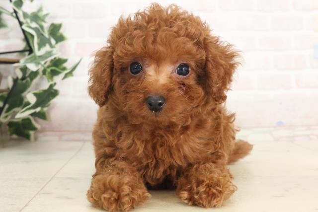 福岡県のティーカッププードル (Coo&RIKU福岡東店/2025年4月28日生まれ/女の子/レッド)の子犬の1枚目の画像