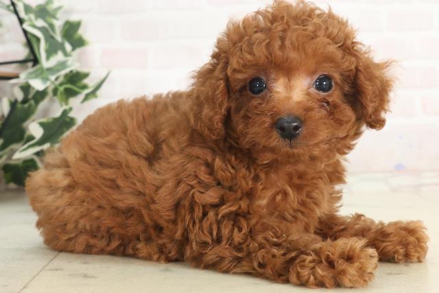 福岡県のティーカッププードル (Coo&RIKU福岡東店/2025年4月28日生まれ/女の子/レッド)の子犬の2枚目の画像