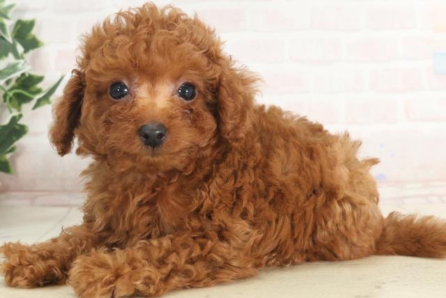 福岡県のティーカッププードル (Coo&RIKU福岡東店/2025年4月28日生まれ/女の子/レッド)の子犬の3枚目の画像