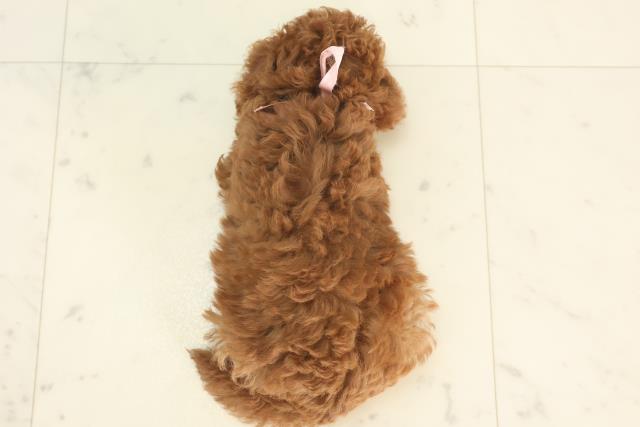 福岡県のティーカッププードル (Coo&RIKU福岡東店/2025年4月28日生まれ/女の子/レッド)の子犬の4枚目の画像