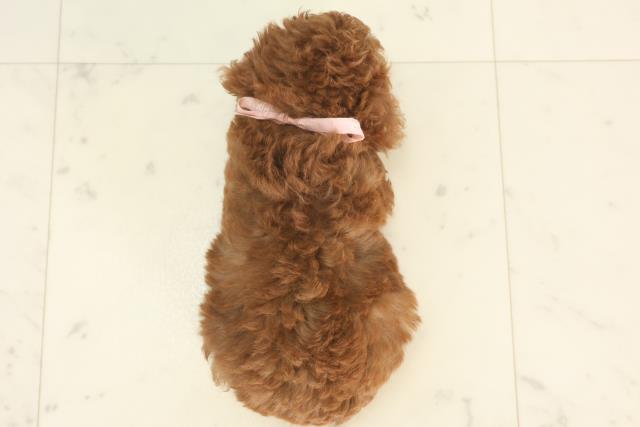 佐賀県のティーカッププードル (Coo&RIKU佐賀神埼店/2025年4月28日生まれ/女の子/レッド)の子犬の4枚目の画像