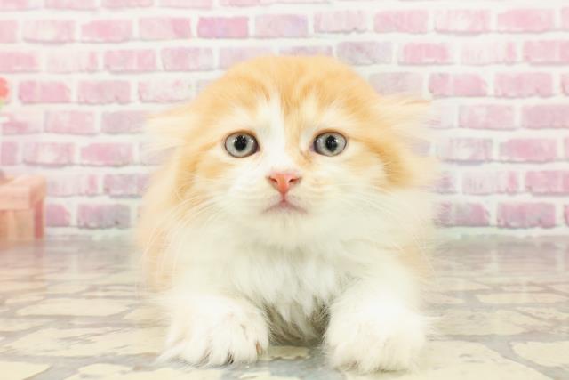埼玉県のスコティッシュフォールド (Coo&RIKU川越店/2025年4月29日生まれ/男の子/レッドタビーホワイト)の子猫の1枚目の画像