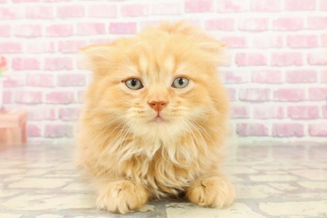 茨城県のスコティッシュフォールド (Coo&RIKUコメリパワーつくば西店/2025年4月29日生まれ/男の子/レッドタビー)の子猫の1枚目の画像