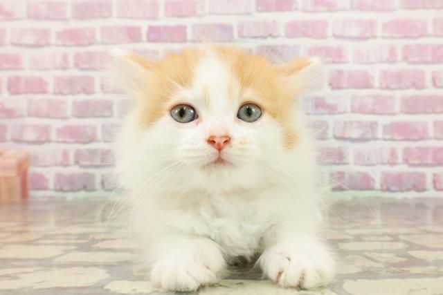 東京都のマンチカン (Coo&RIKU三軒茶屋店/2025年4月30日生まれ/女の子/レッドタビーホワイト)の子猫の1枚目の画像