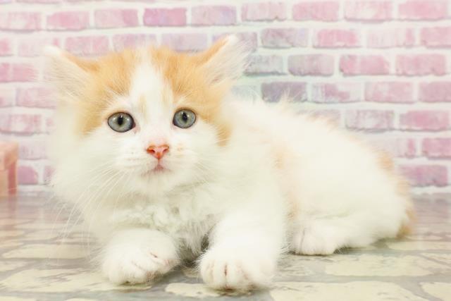 東京都のマンチカン (Coo&RIKU三軒茶屋店/2025年4月30日生まれ/女の子/レッドタビーホワイト)の子猫の2枚目の画像