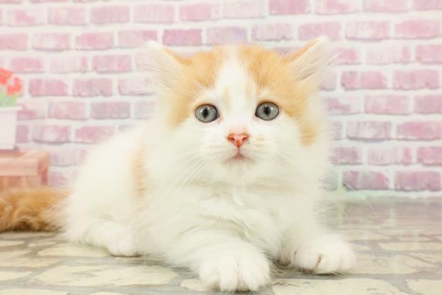 東京都のマンチカン (Coo&RIKU三軒茶屋店/2025年4月30日生まれ/女の子/レッドタビーホワイト)の子猫の3枚目の画像