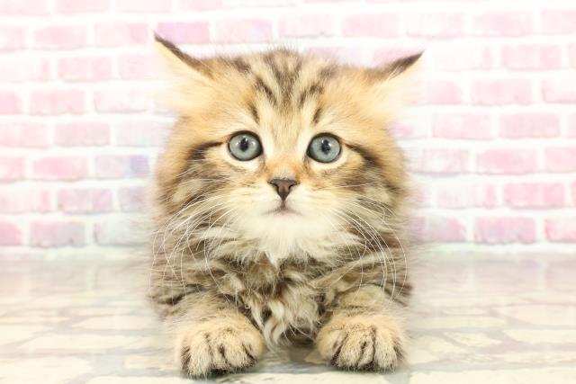埼玉県のラガマフィン (Coo&RIKU川越店/2025年4月30日生まれ/男の子/ブラウンタビー)の子猫の1枚目の画像