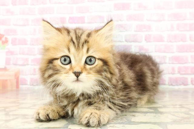 埼玉県のラガマフィン (Coo&RIKU川越店/2025年4月30日生まれ/男の子/ブラウンタビー)の子猫の2枚目の画像
