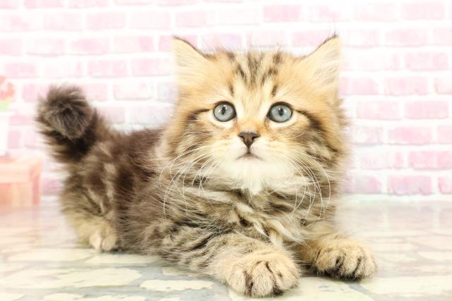 埼玉県のラガマフィン (Coo&RIKU川越店/2025年4月30日生まれ/男の子/ブラウンタビー)の子猫の3枚目の画像
