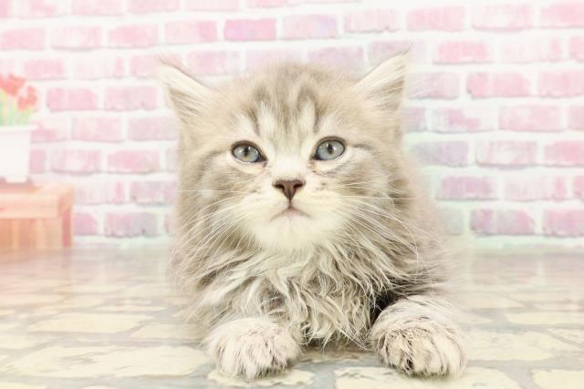 東京都のラガマフィン (Coo&RIKU八王子西店/2025年4月30日生まれ/女の子/ブルータビー)の子猫