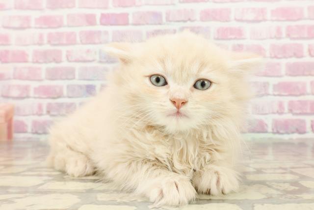 群馬県のラガマフィン (Coo&RIKU前橋店/2025年4月29日生まれ/男の子/クリームタビー)の子猫の3枚目の画像