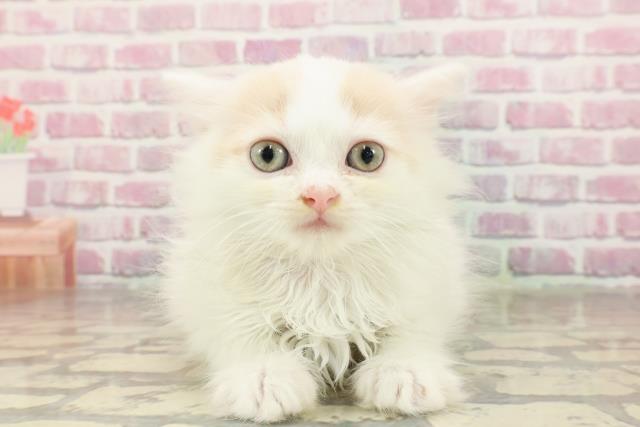 栃木県のラガマフィン (Coo&RIKU足利店/2025年4月29日生まれ/女の子/クリームタビーホワイト)の子猫の1枚目の画像