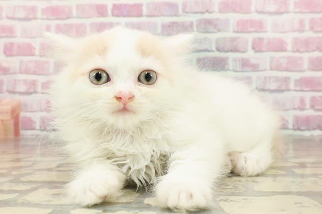 栃木県のラガマフィン (Coo&RIKU足利店/2025年4月29日生まれ/女の子/クリームタビーホワイト)の子猫の2枚目の画像