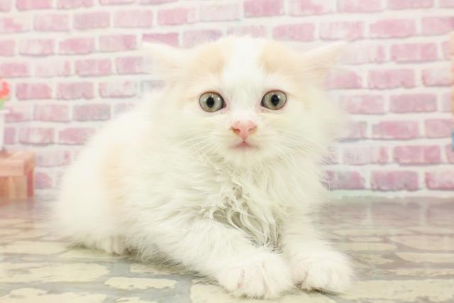 栃木県のラガマフィン (Coo&RIKU足利店/2025年4月29日生まれ/女の子/クリームタビーホワイト)の子猫の3枚目の画像
